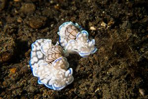 Micromelo scriptus