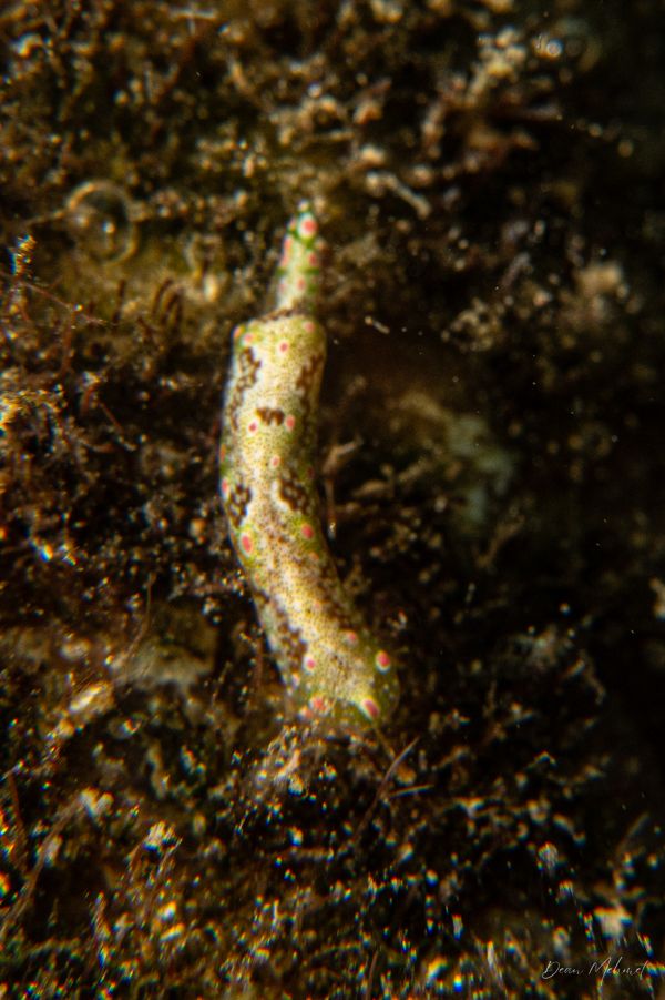 Odontoglaja guamensis - Photo 1