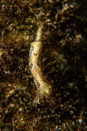 Odontoglaja guamensis representative species