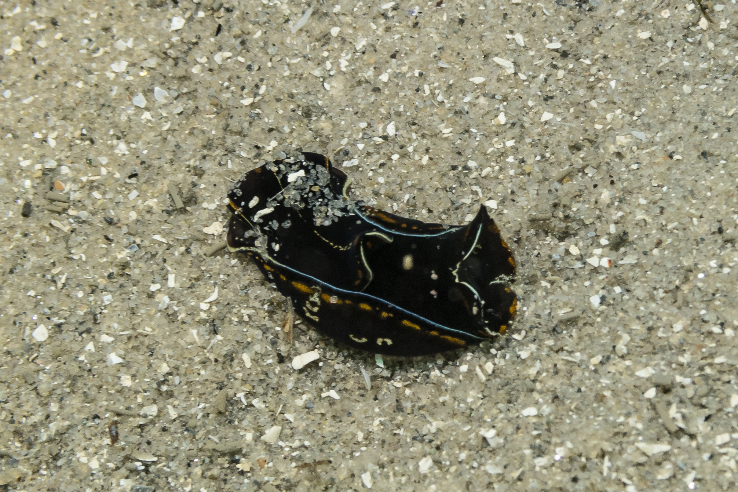 Blue-margin Headshield Slug