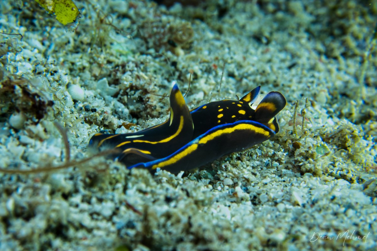 Blue-margin Headshield Slug