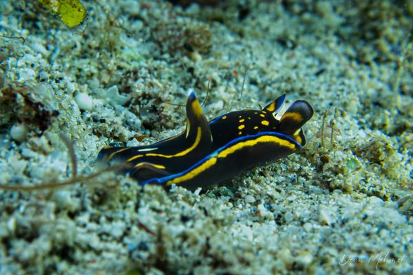 Blue-margin Headshield Slug - Photo 1