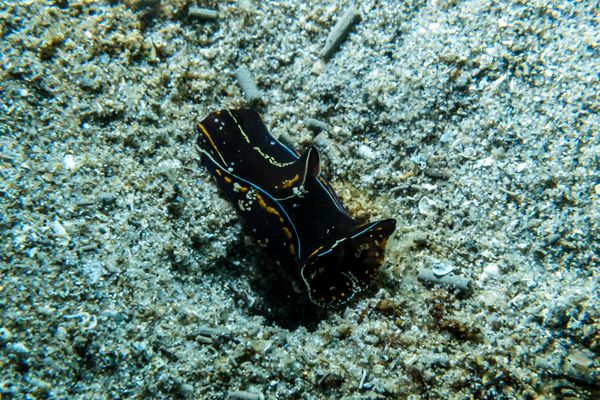 Blue-margin Headshield Slug - Photo 4