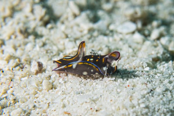 Blue-margin Headshield Slug - Photo 5