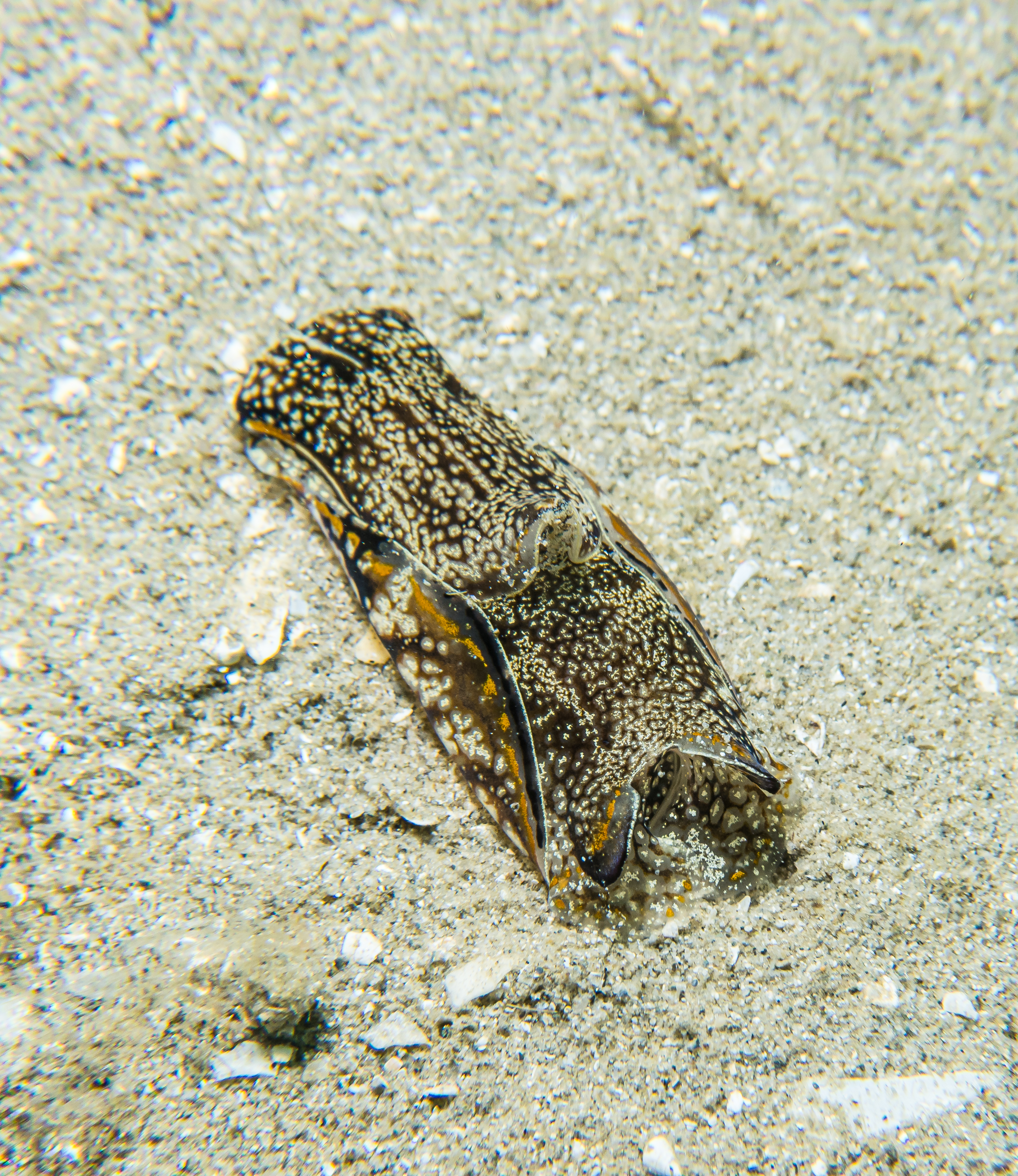 Philinopsis taronga