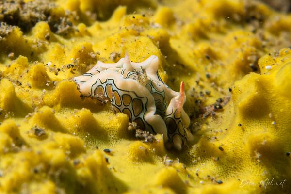 Sagaminopteron psychedelicum - Photo 1