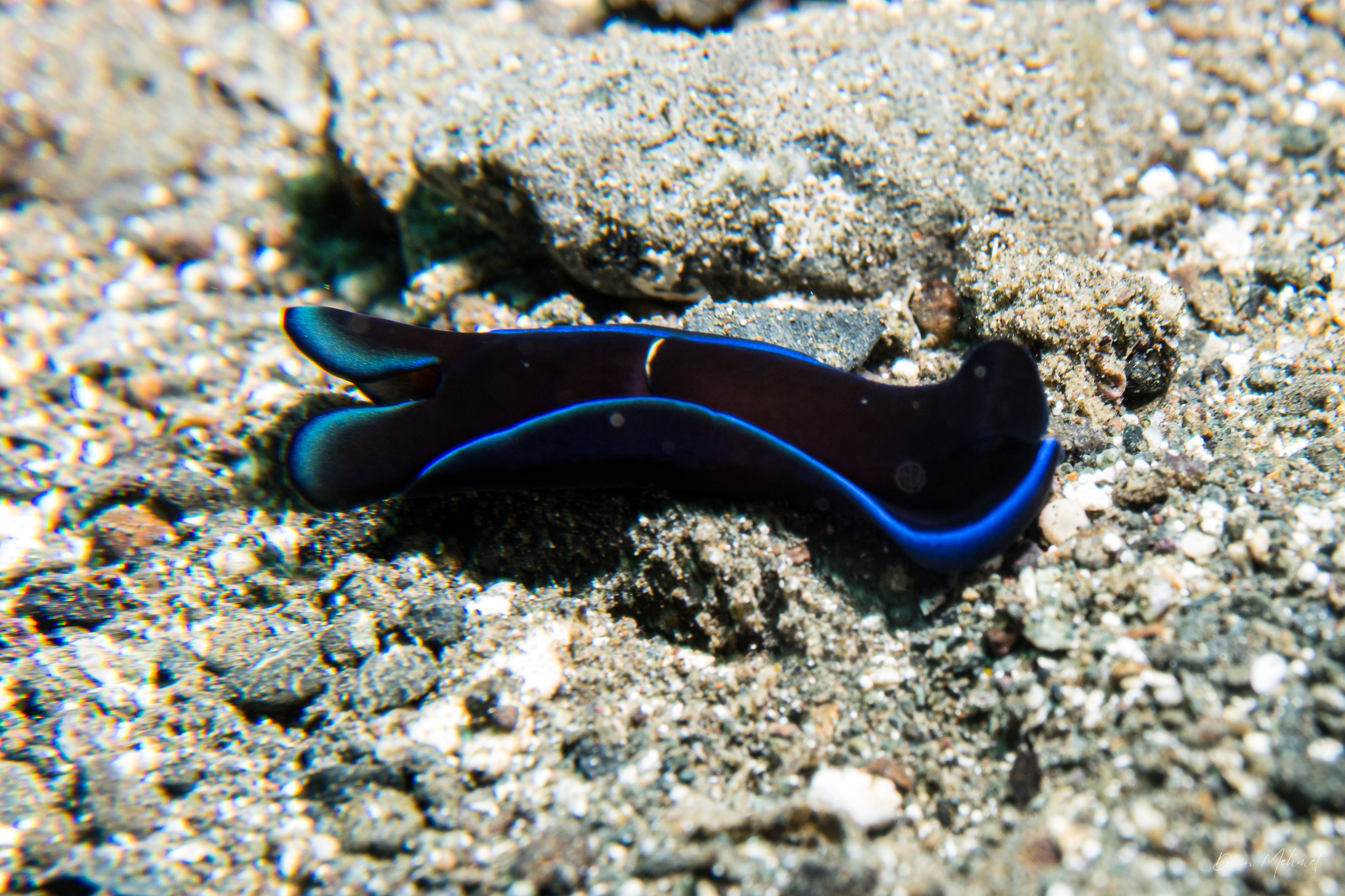 Gardiner's Headshield Slug