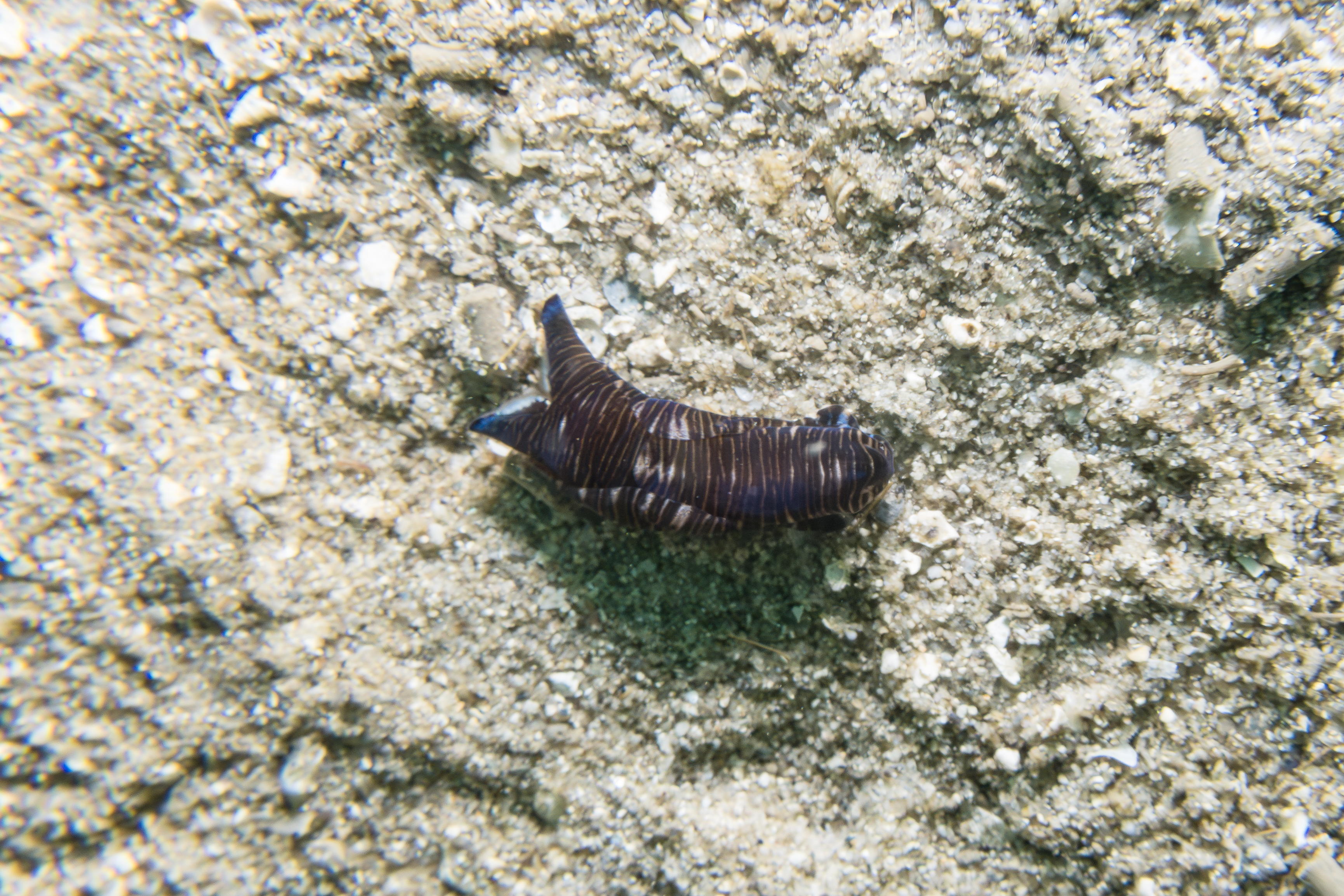 Tubulophilinopsis lineolata