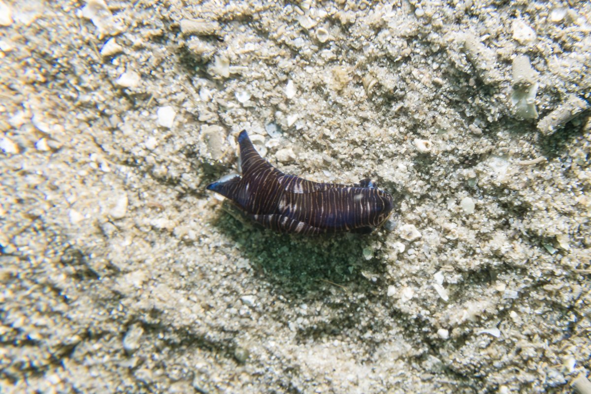 Tubulophilinopsis lineolata hero image