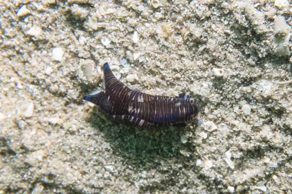 Tubulophilinopsis lineolata - Photo 2