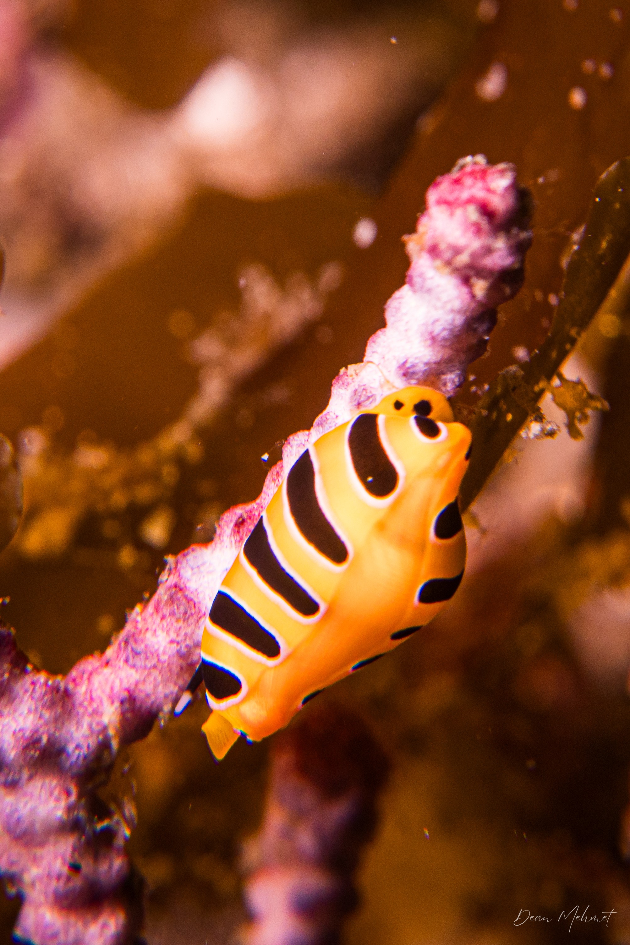 Tiger Egg Cowry