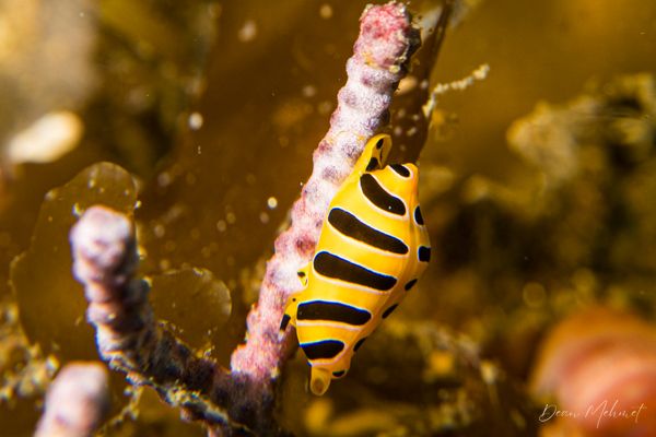 Tiger Egg Cowry