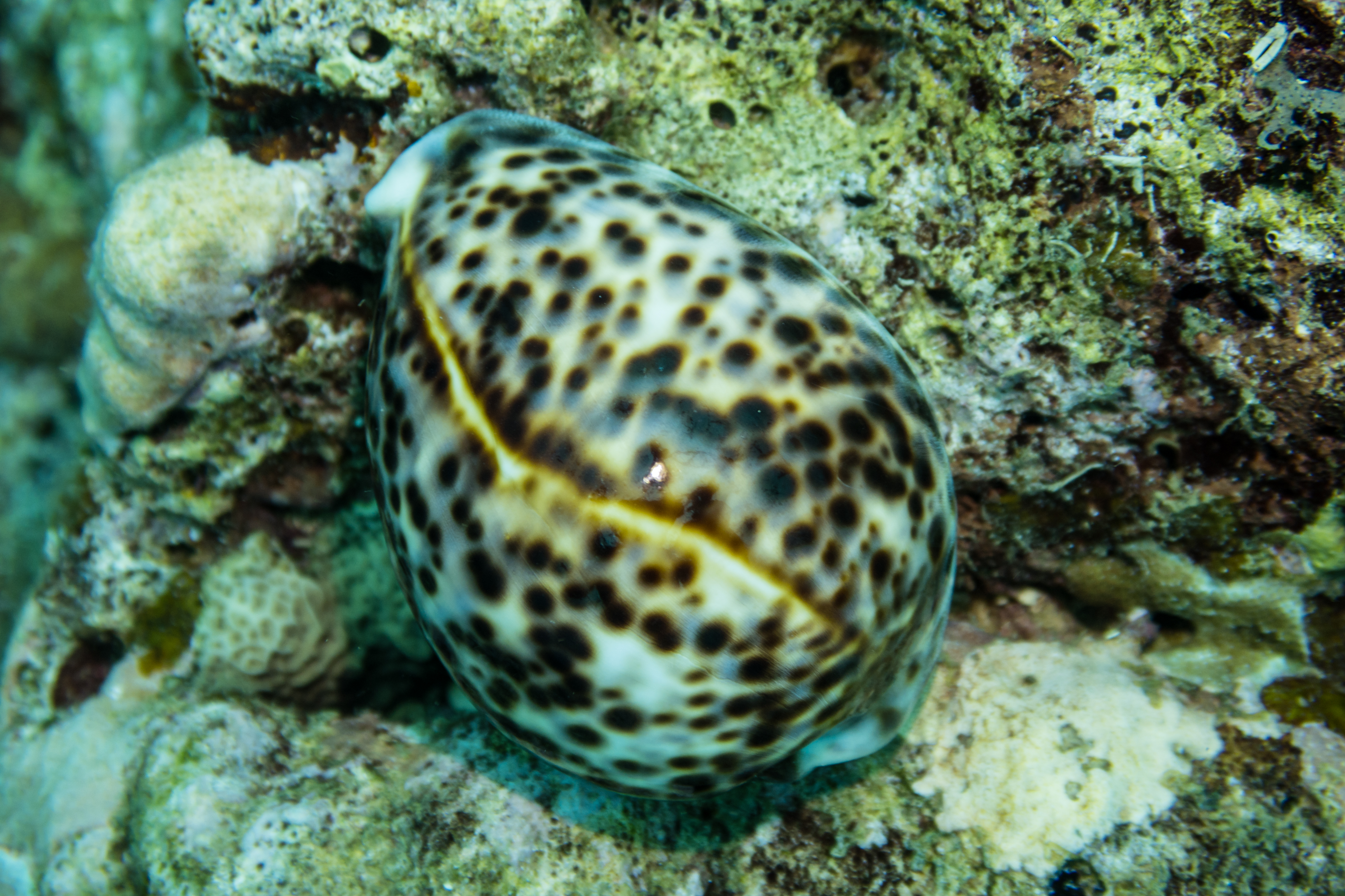 Tiger Cowry