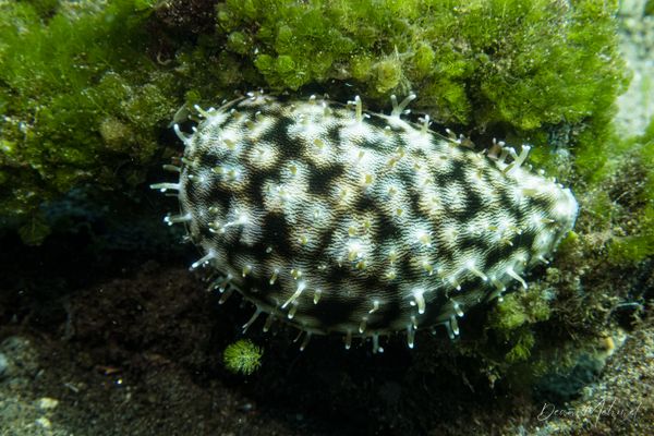 Tiger Cowrie - Photo 2