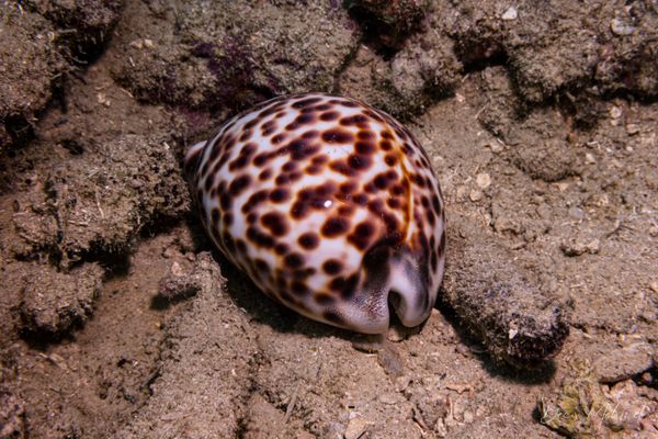Tiger Cowrie - Photo 3