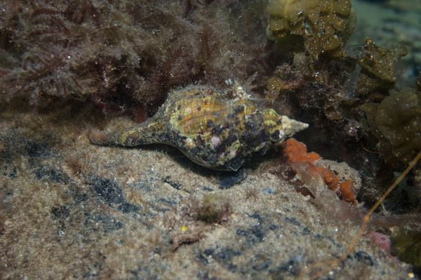 Australian Horse Conch - Photo 1
