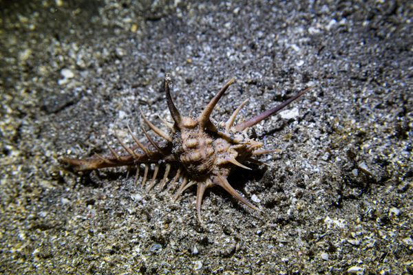 rare-spined murex - Photo 1