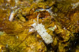Aeolidina representative species