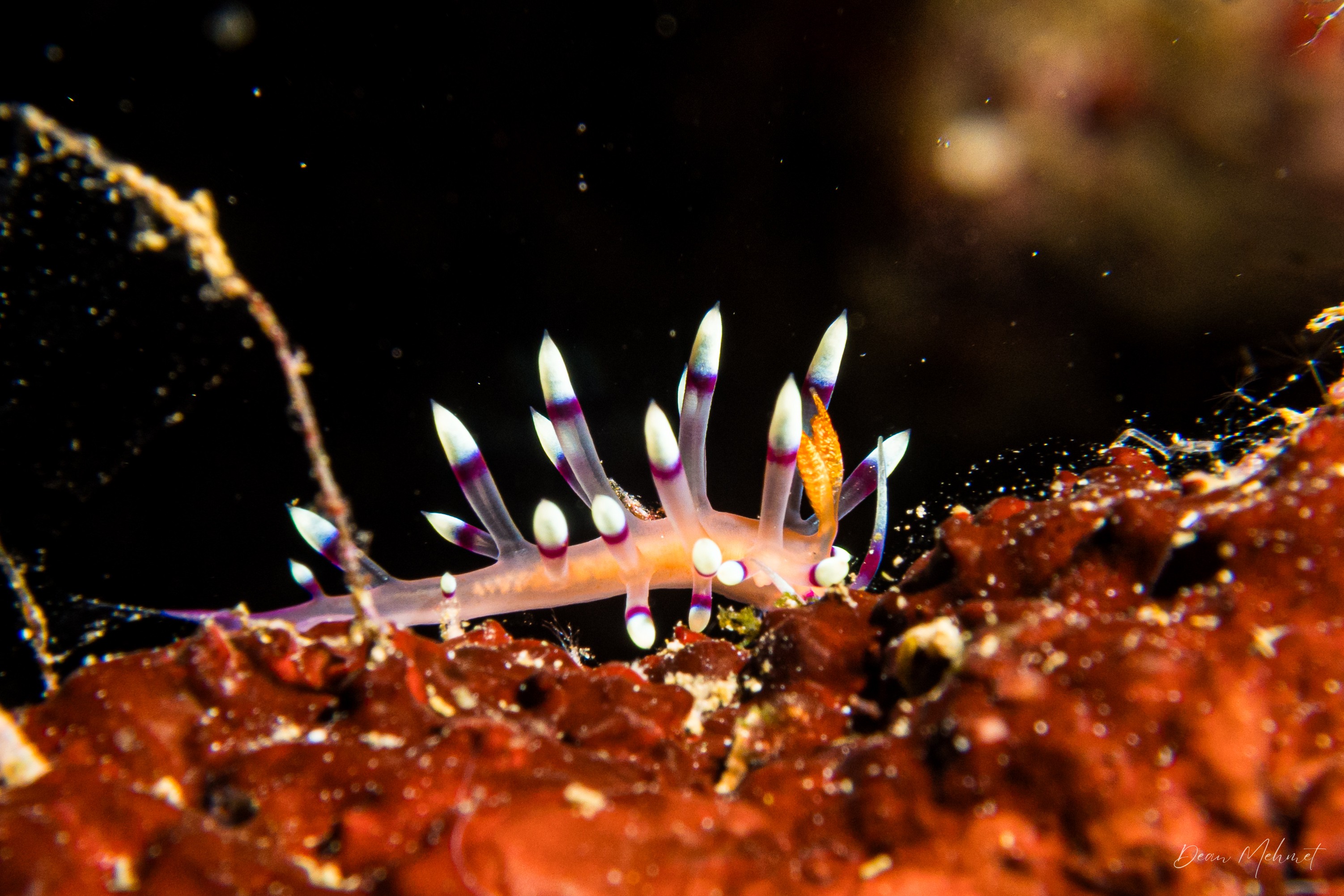 Desirable Flabellina