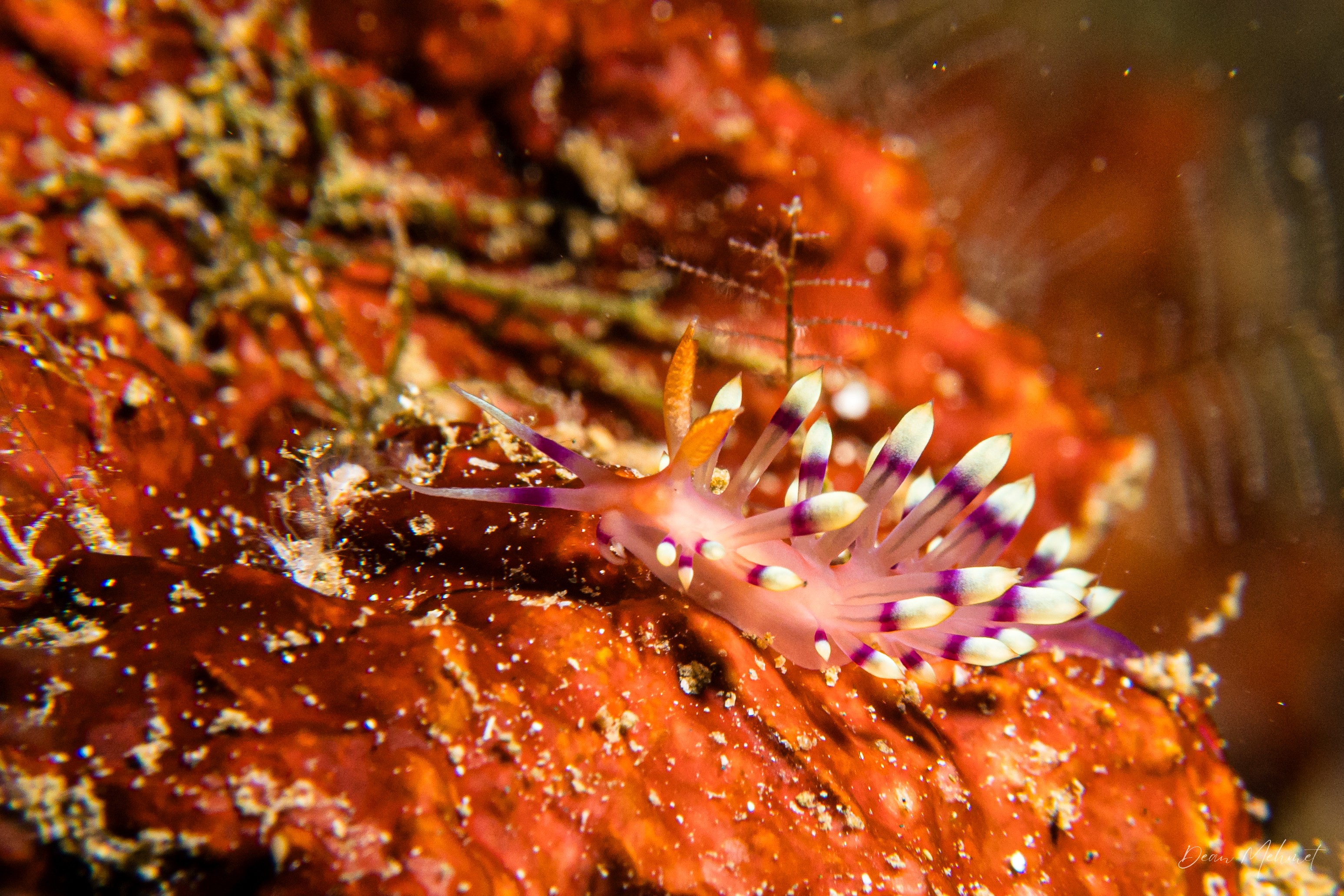 Desirable Flabellina