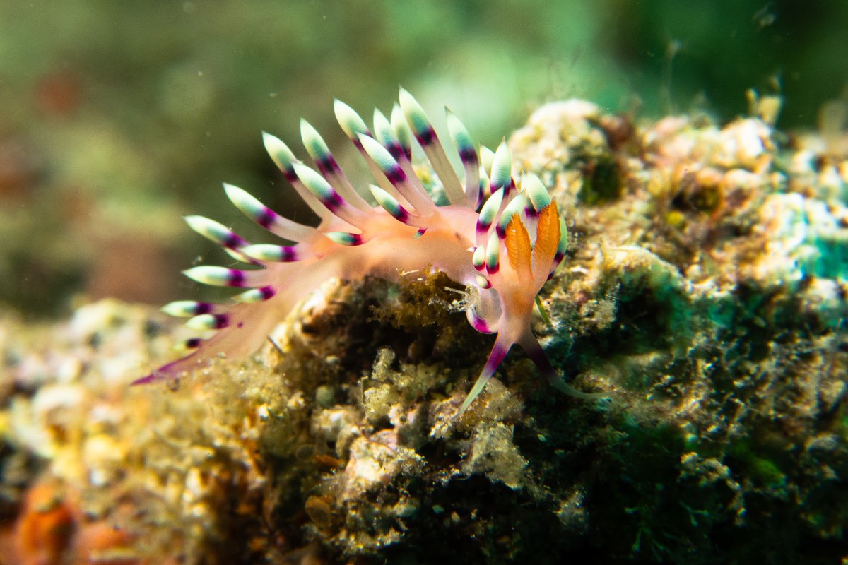 Desirable Flabellina