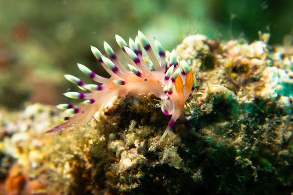 Desirable Flabellina - Photo 1