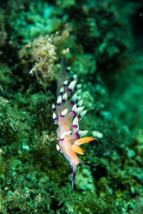 Desirable Flabellina - Photo 3