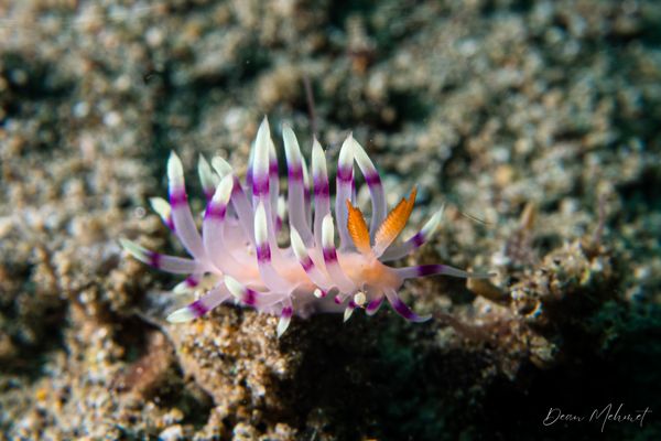 Desirable Flabellina - Photo 4