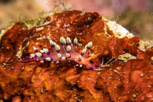 Desirable Flabellina