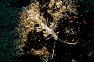 Nudibranchs representative species
