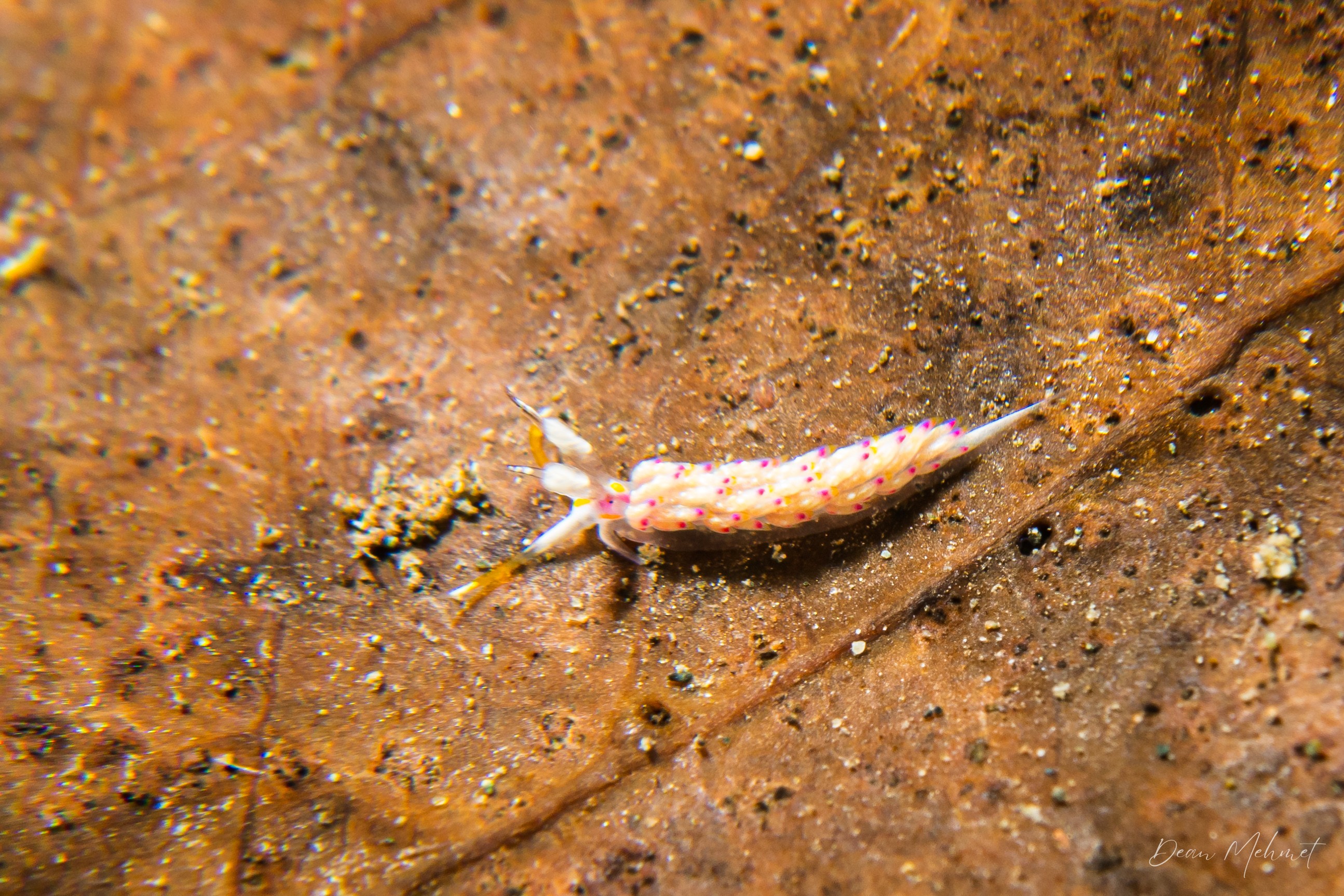 Favorinus mirabilis