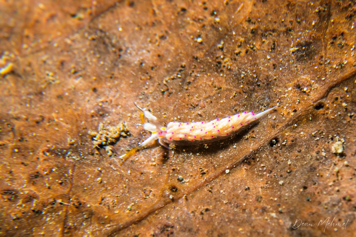 Favorinus mirabilis