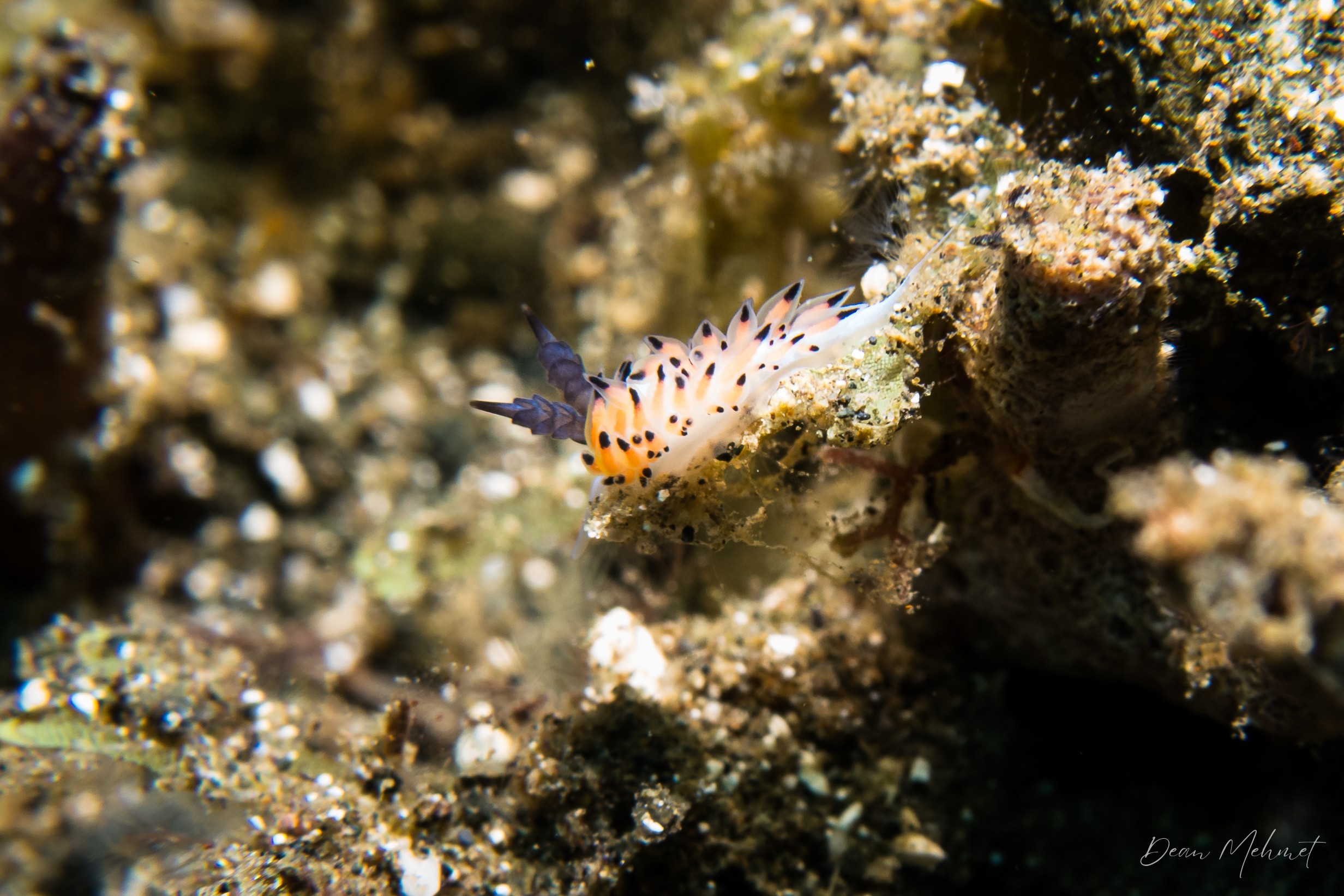 Favorinus tsuruganus