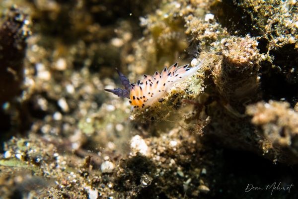 Favorinus tsuruganus - Photo 1