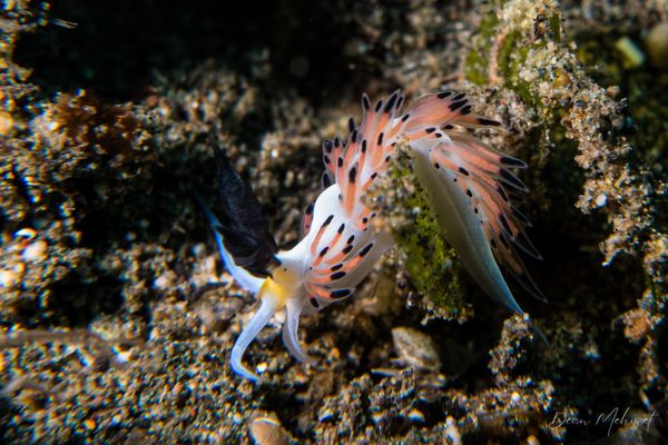 Favorinus tsuruganus - Photo 2