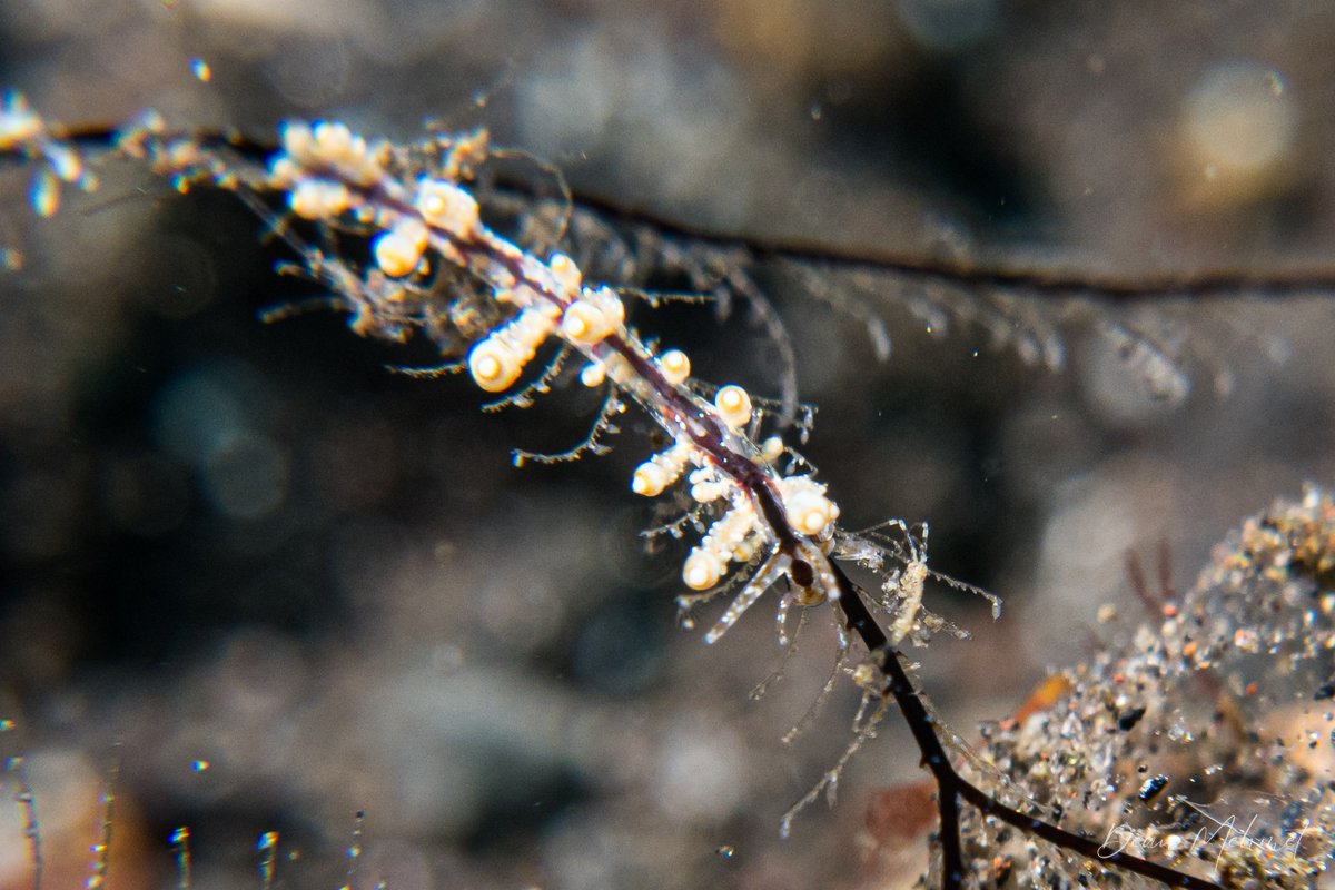 Longibranchus putnami