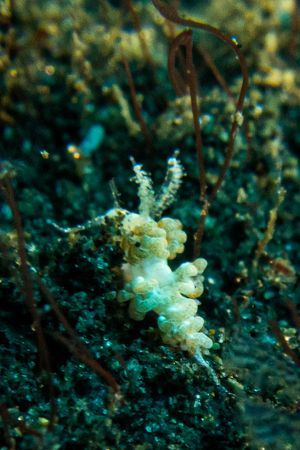 Noumeaella rehderi representative species
