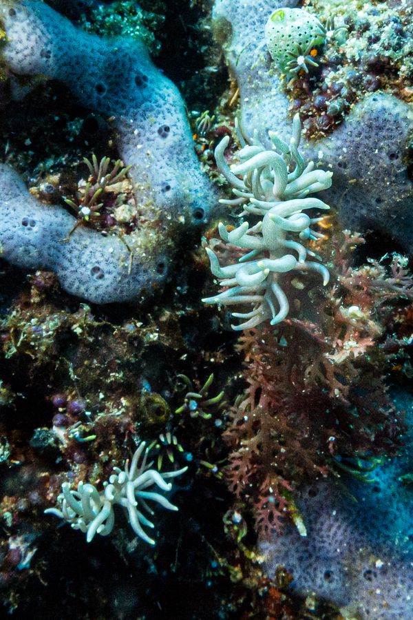 Yellow-tipped Phyllodesmium - Photo 1