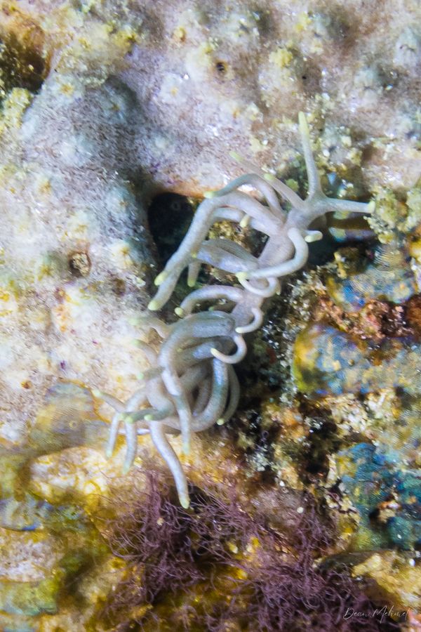 Yellow-tipped Phyllodesmium - Photo 4
