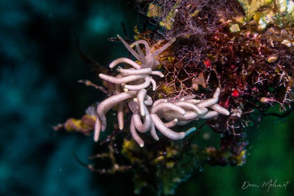 Yellow-tipped Phyllodesmium - Photo 5