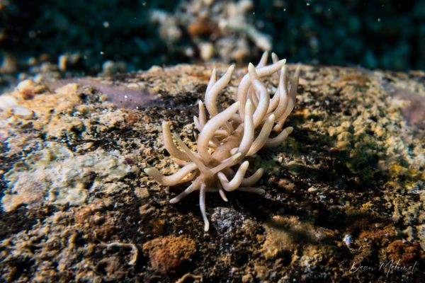 Yellow-tipped Phyllodesmium - Photo 9