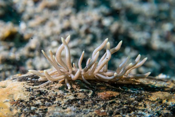 Yellow-tipped Phyllodesmium - Photo 10