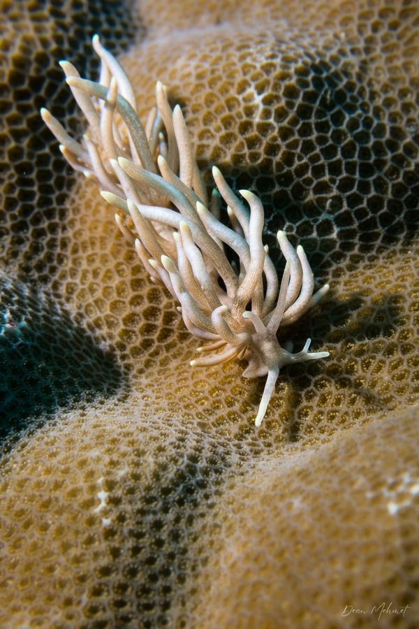 Yellow-tipped Phyllodesmium - Photo 11