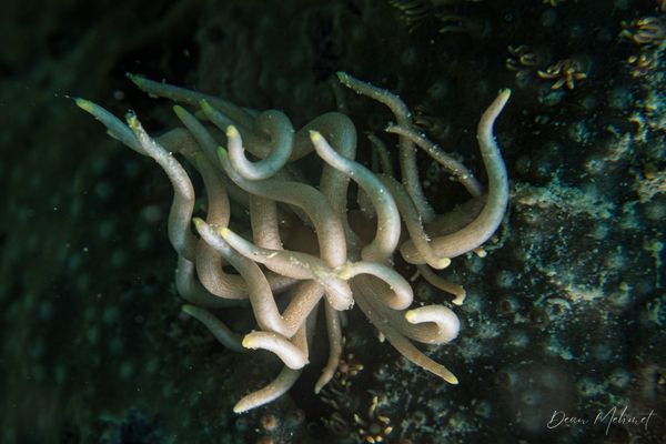 Yellow-tipped Phyllodesmium - Moalboal, Philippines - 8 August 2026 - Dive 1 - White Beach (North)