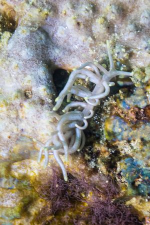 Yellow-tipped Phyllodesmium