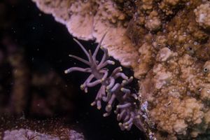 Yellow-tipped Phyllodesmium