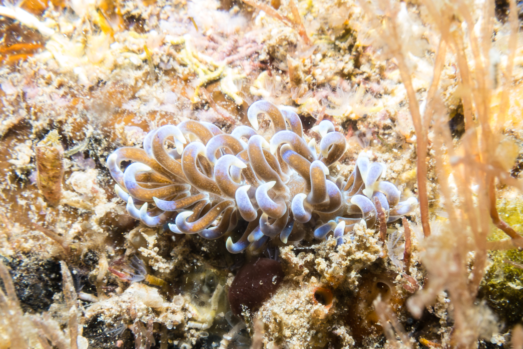 Phyllodesmium macphersonae