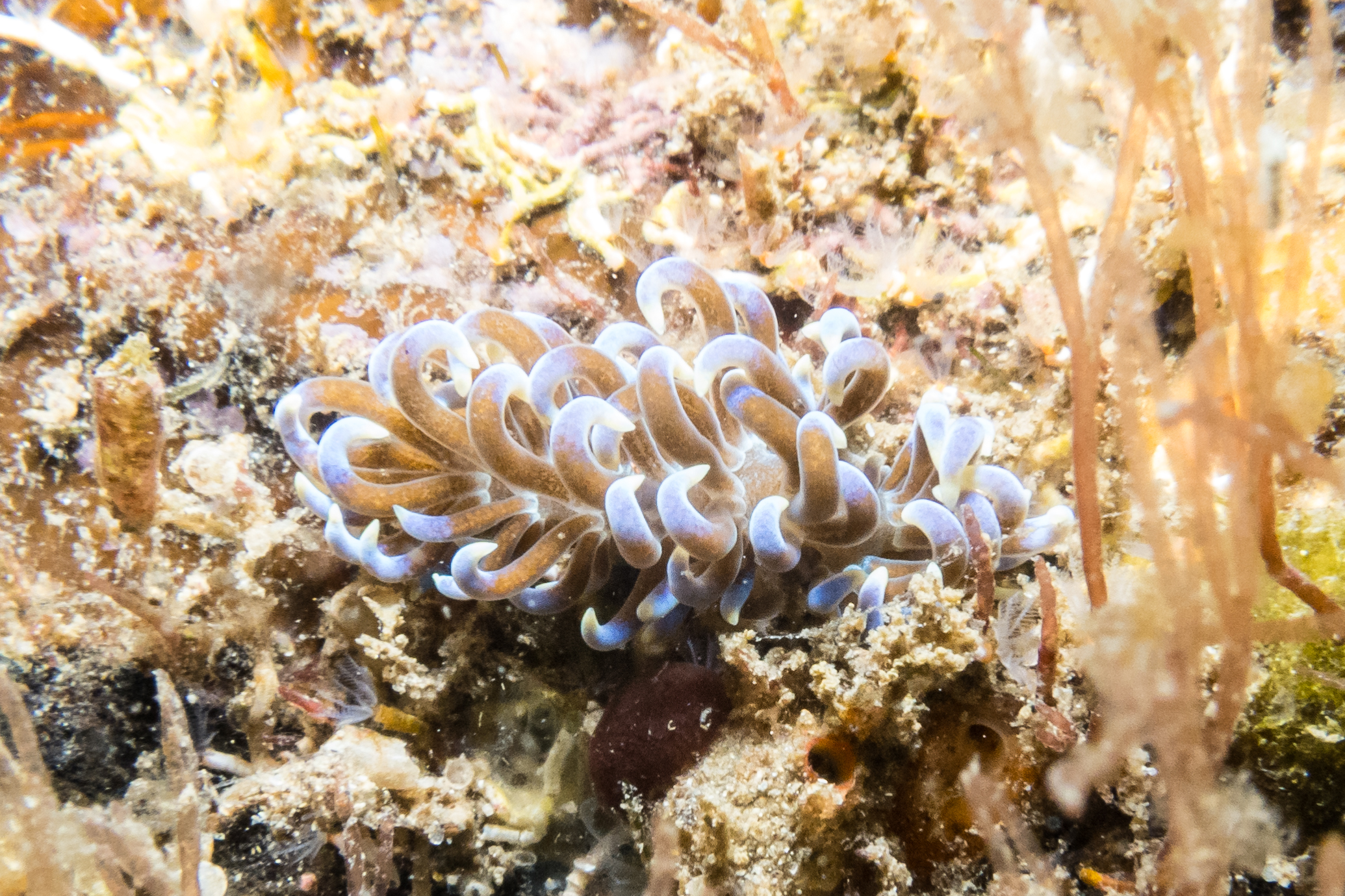 Phyllodesmium macphersonae