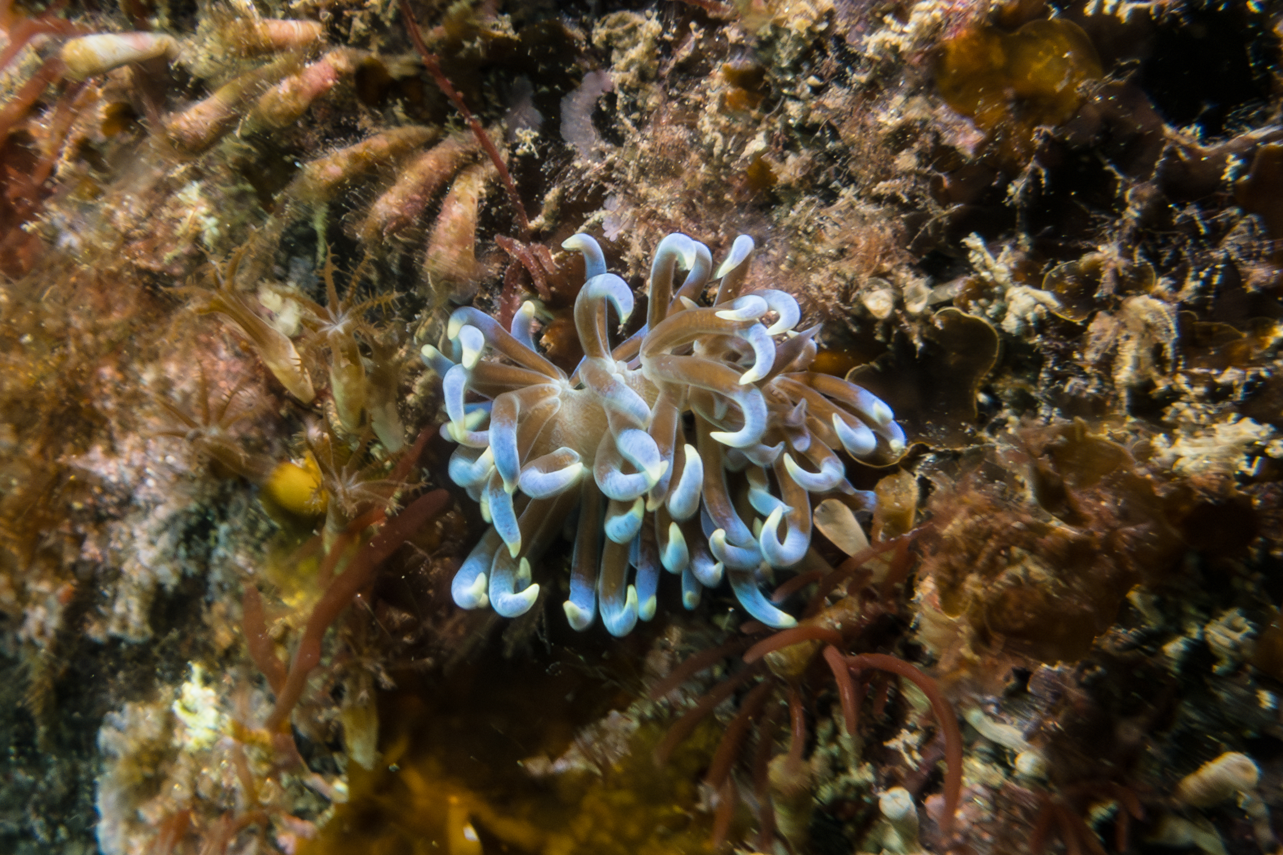 Phyllodesmium macphersonae