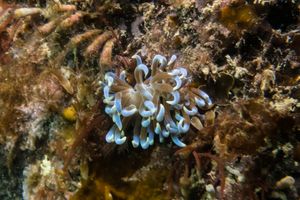 Phyllodesmium macphersonae